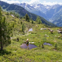 Wanderweg im Zirbenwald in Bad Gastein