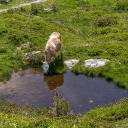 Wanderweg im Zirbenwald in Bad Gastein