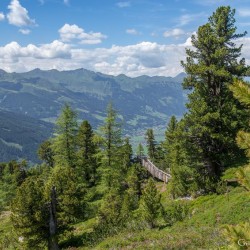 Wanderweg im Zirbenwald in Bad Gastein