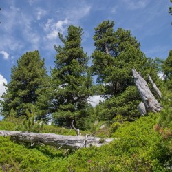 Wanderweg im Zirbenwald in Bad Gastein