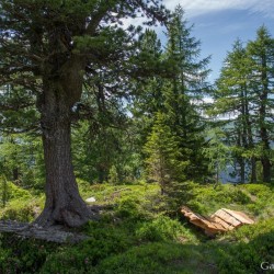 Wanderweg im Zirbenwald in Bad Gastein