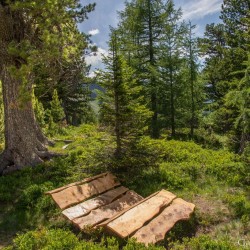 Wanderweg im Zirbenwald in Bad Gastein