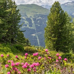 Wanderweg im Zirbenwald in Bad Gastein