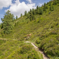 Wanderweg im Zirbenwald in Bad Gastein