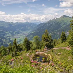 Wanderweg im Zirbenwald in Bad Gastein