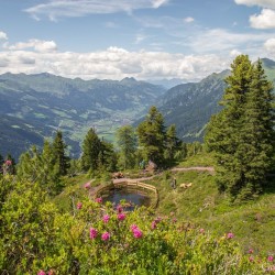 Wanderweg im Zirbenwald in Bad Gastein