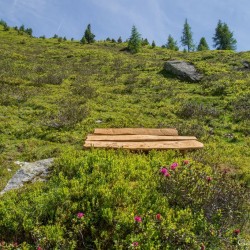 Wanderweg im Zirbenwald in Bad Gastein