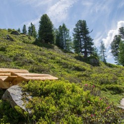 Wanderweg im Zirbenwald in Bad Gastein