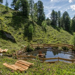 Wanderweg im Zirbenwald in Bad Gastein