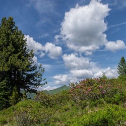 Wanderweg im Zirbenwald in Bad Gastein