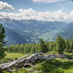 Wanderweg im Zirbenwald in Bad Gastein