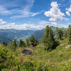 Wanderweg im Zirbenwald in Bad Gastein