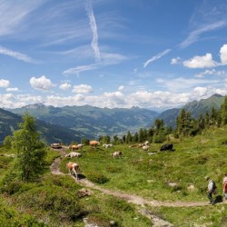 Wanderweg im Zirbenwald in Bad Gastein