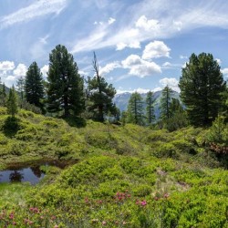 Wanderweg im Zirbenwald in Bad Gastein