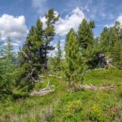 Wanderweg im Zirbenwald in Bad Gastein