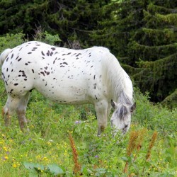 Am Weg zur Zittraueralm