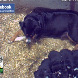 hundewelpen04.jpg