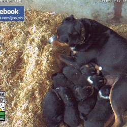hundewelpen10.jpg