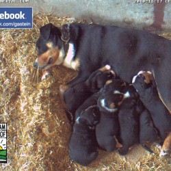 hundewelpen12.jpg