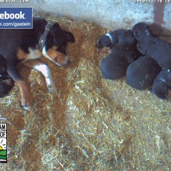 hundewelpen18.jpg