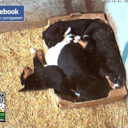 hundewelpen30.jpg