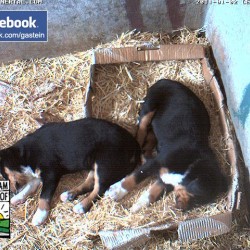 hundewelpen32.jpg