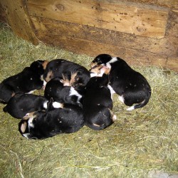 Nachwuchs Juni 2011